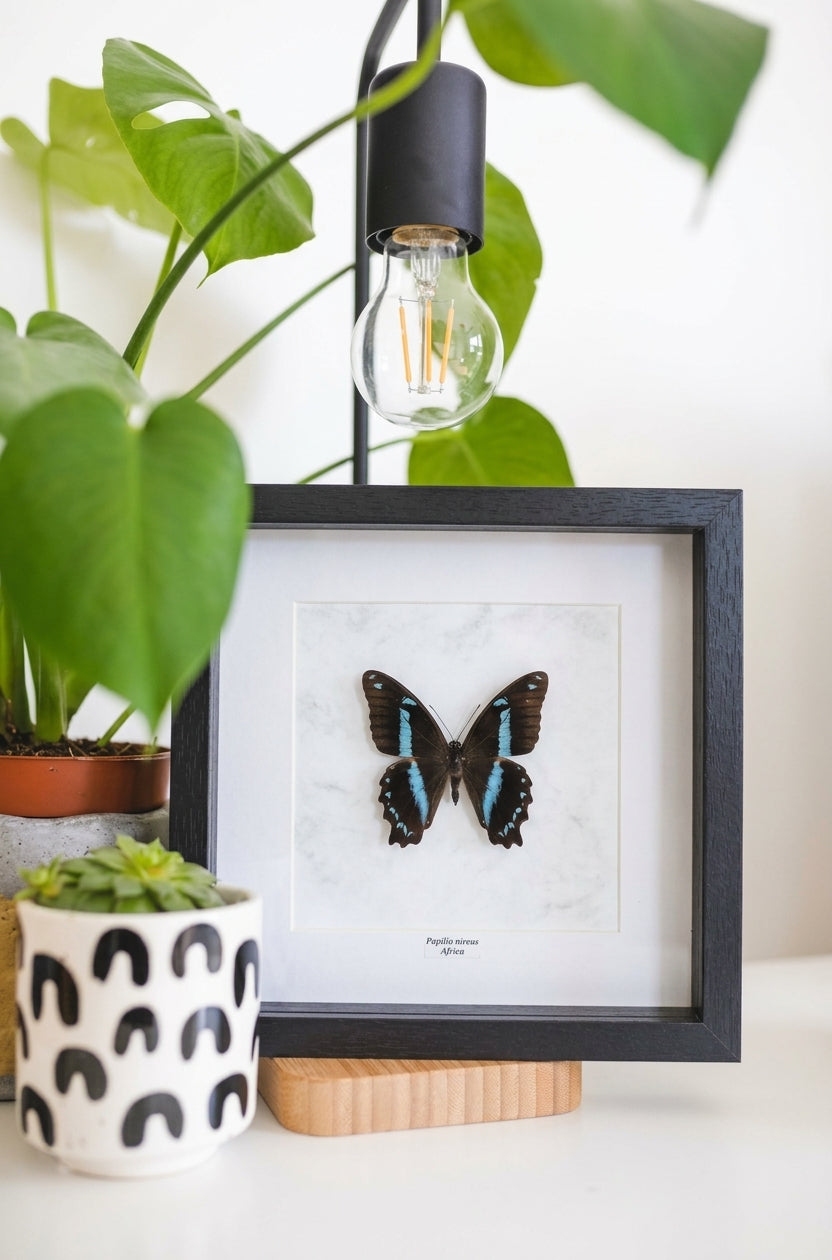 Papilio nireus