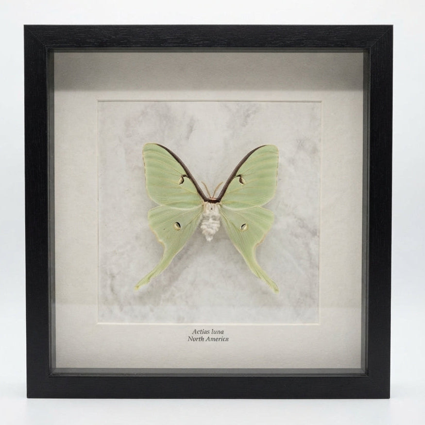 Actias luna