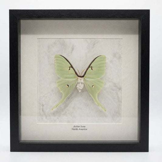 Actias luna