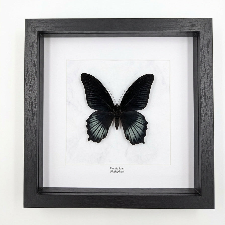 Papilio lowi