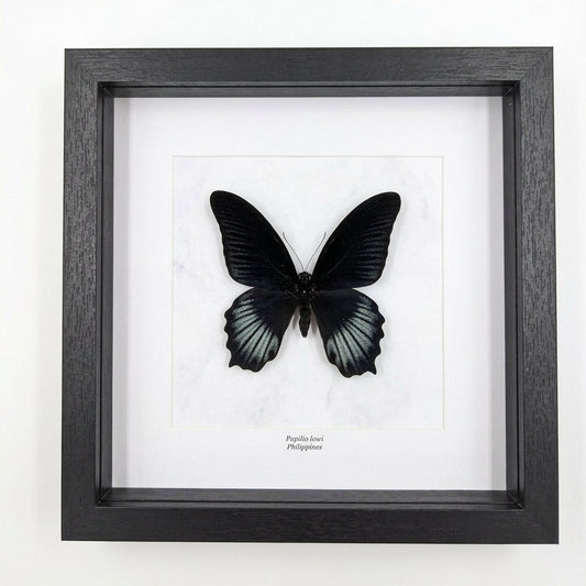 Papilio lowi