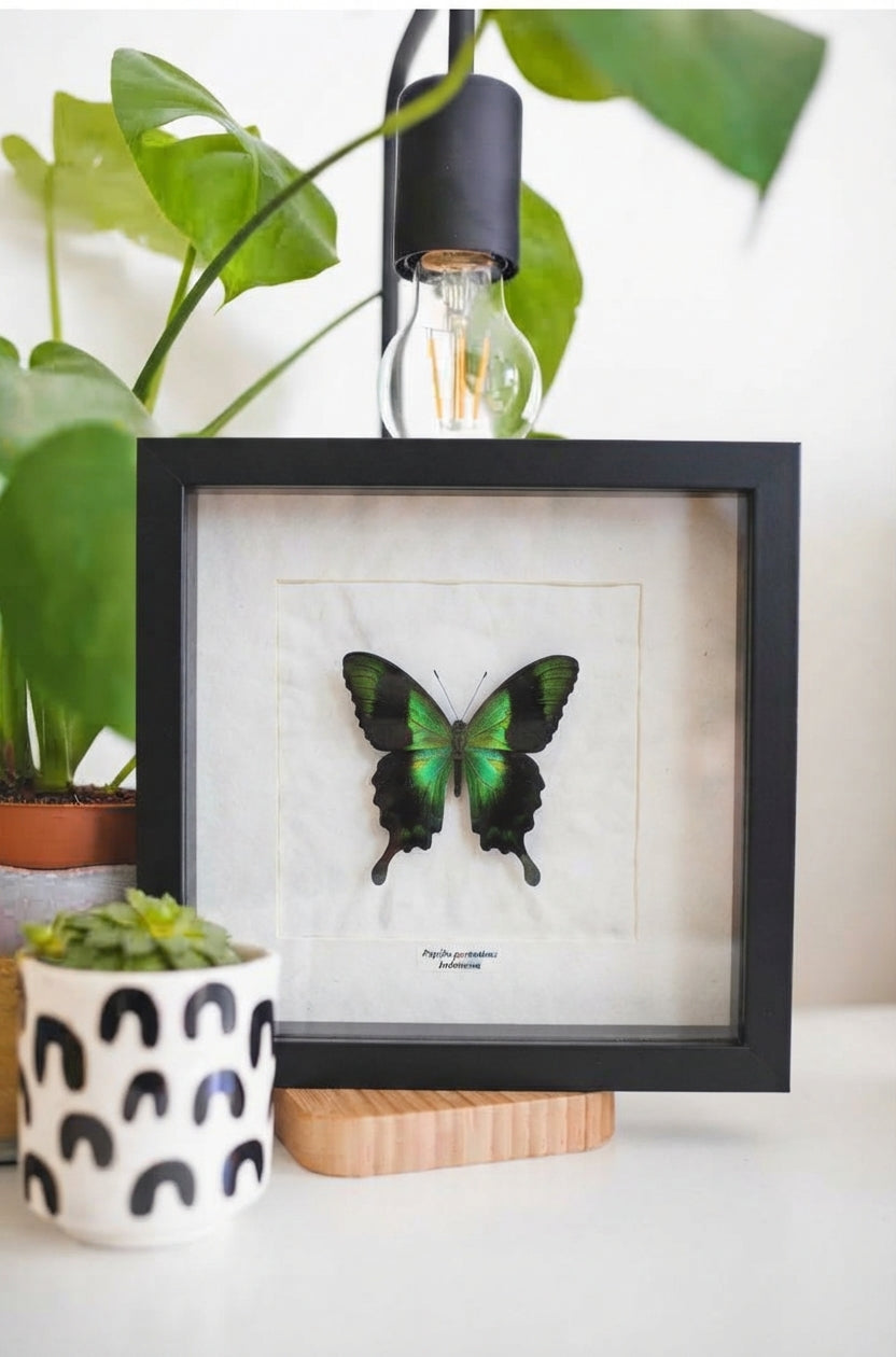Papilio peranthus