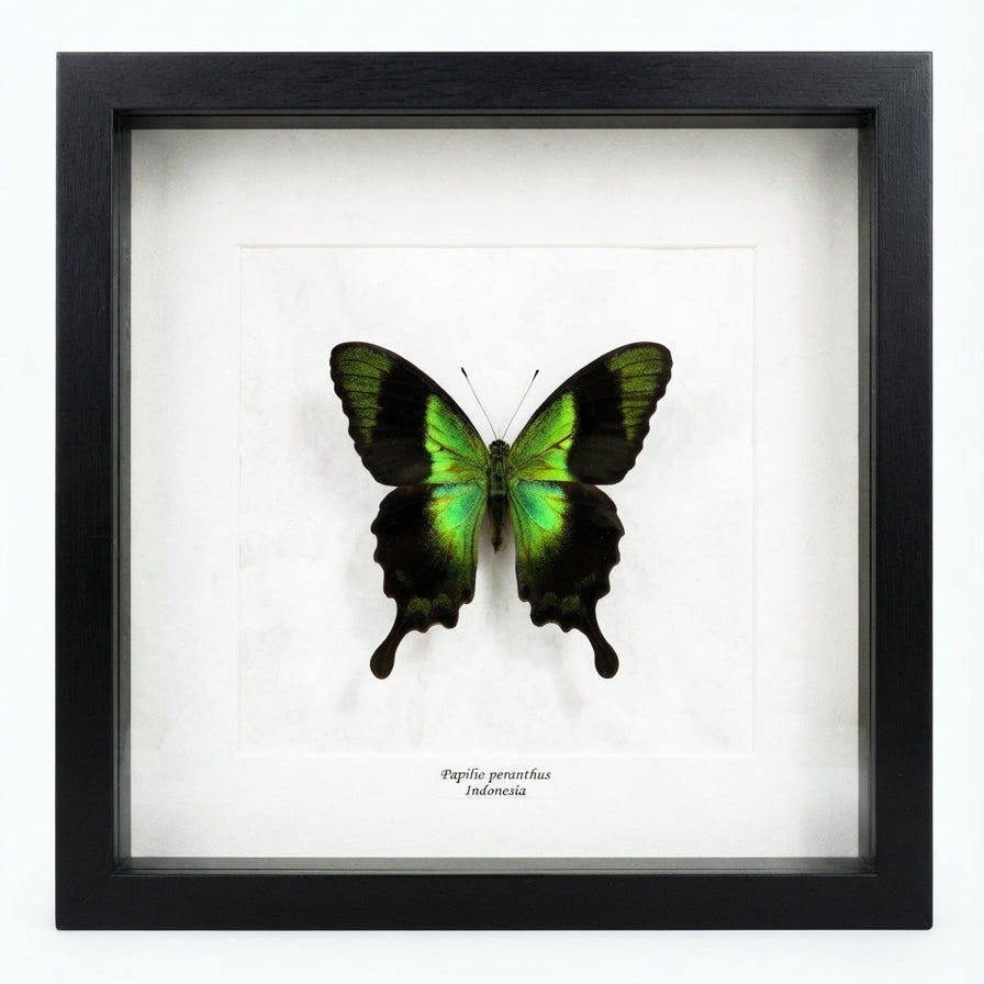 Papilio peranthus