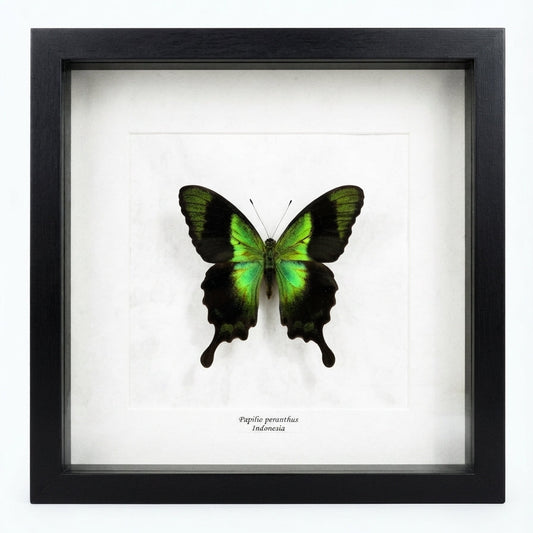 Papilio peranthus