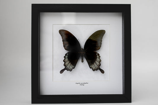 Papilio ascalaphus, Peleng (Q100)