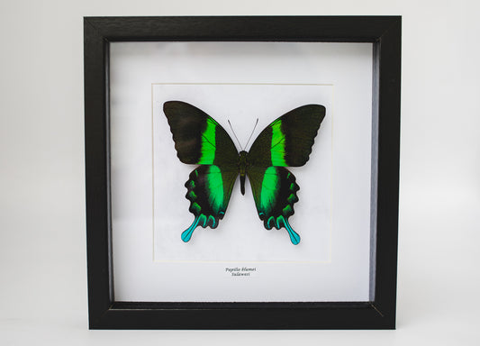Papilio blumei, Sulawesi (Q102)