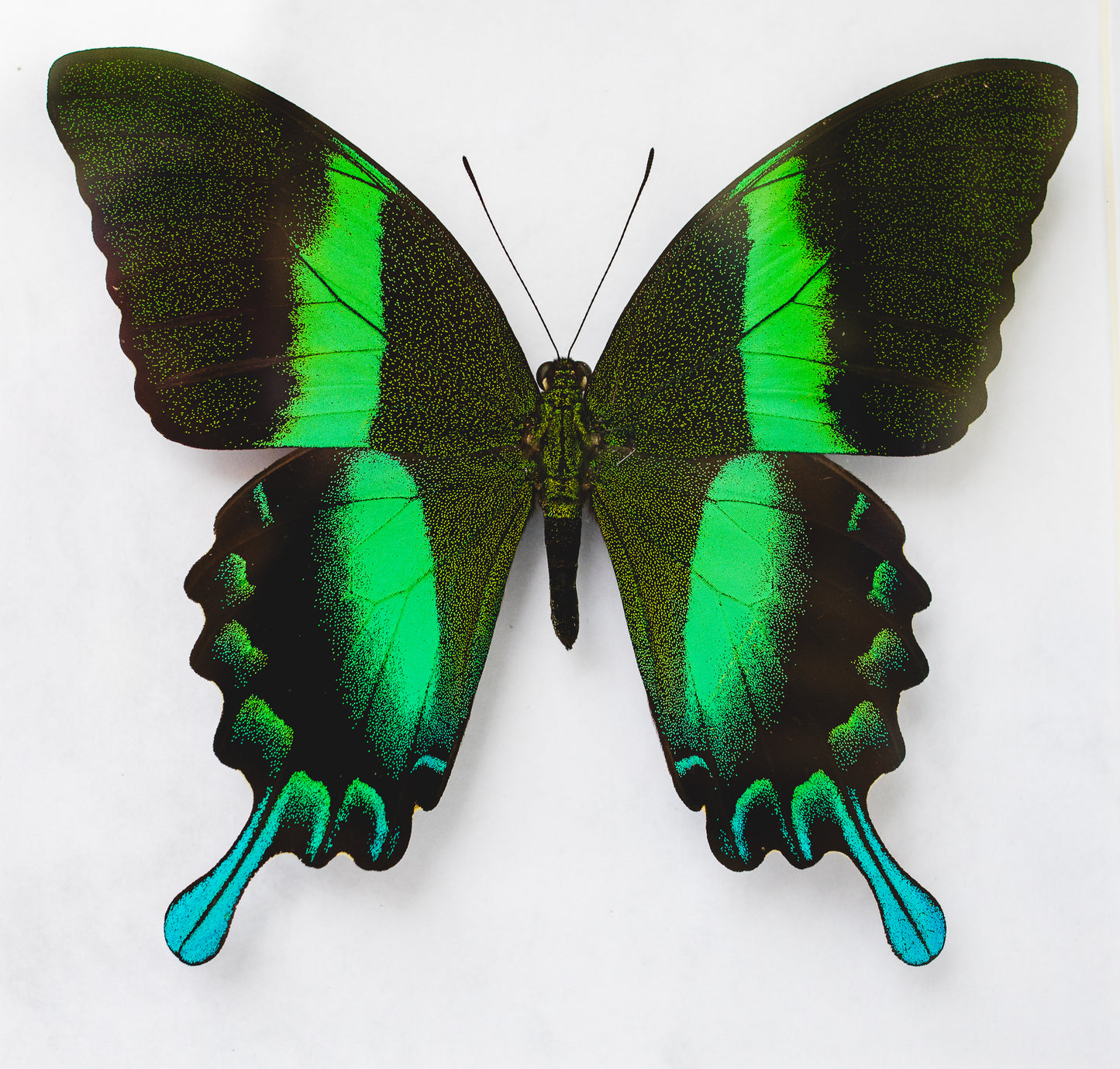 Papilio blumei, Sulawesi (Q102)