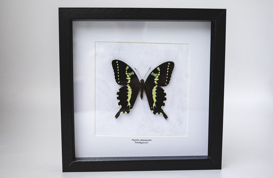 Papilio delalandei, Madagaskar (Q105)