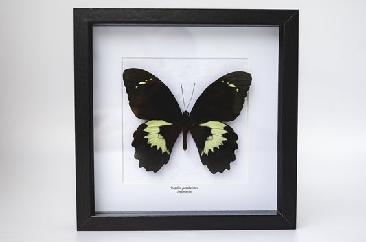 Papilio gambrisius, Indonesia (Q121)