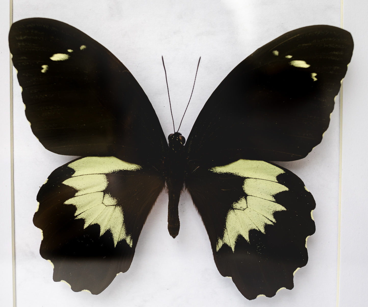 Papilio gambrisius, Indonesia (Q121)