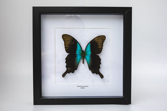 Papilio peranthus, Celebes (Q119)