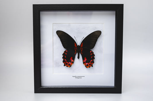 Papilio rumanzovia, Philippines (Q116)