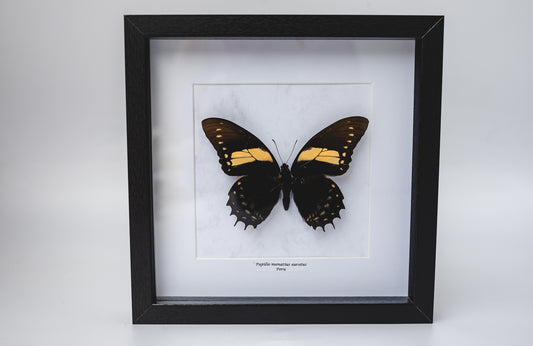 Papilio menatius eurotus, Peru (Q115)