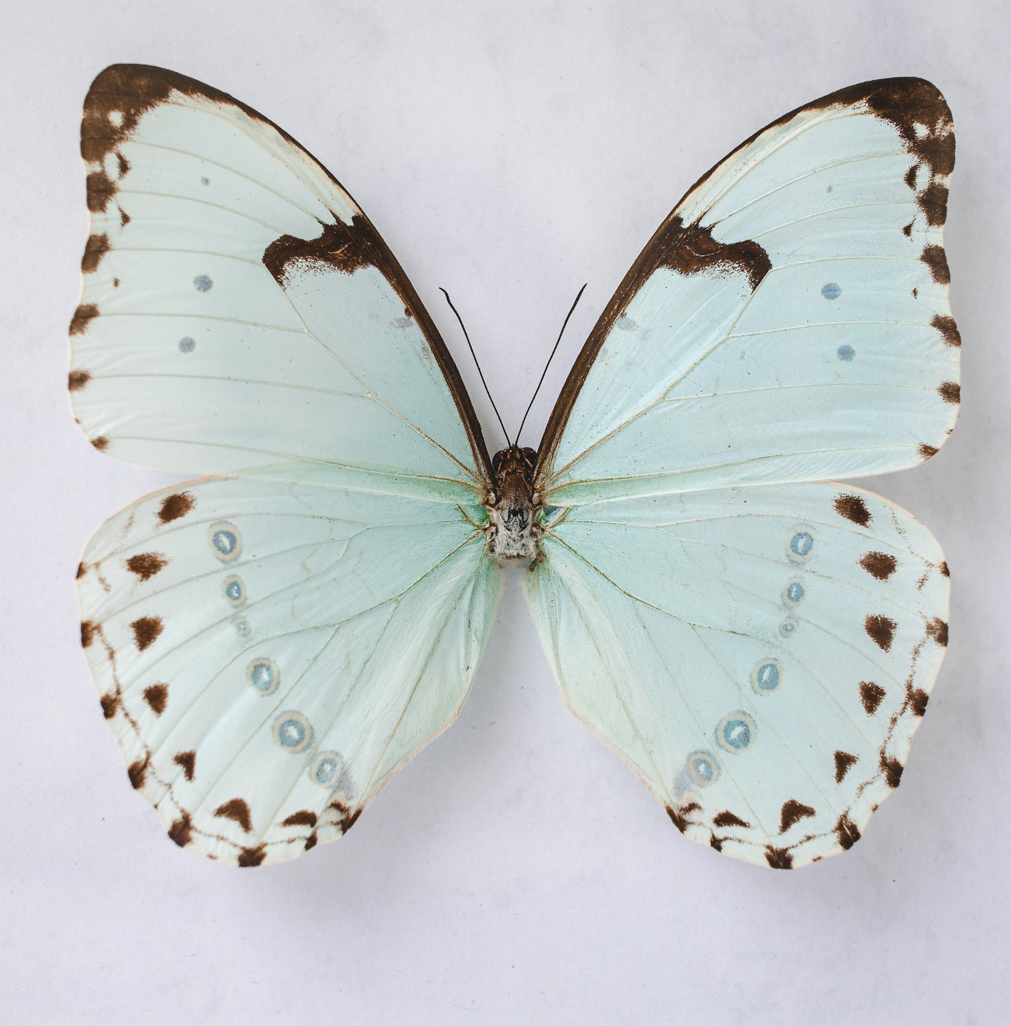 Morpho catenaria, Brazil (Q106)