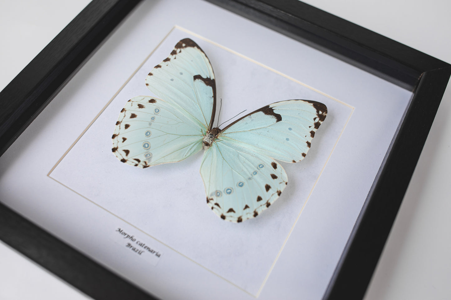 Morpho catenaria, Brazil (Q106)