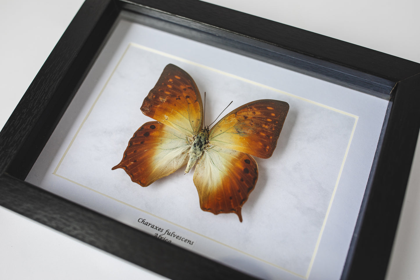 Charaxes fulvescens, Africa (S139)