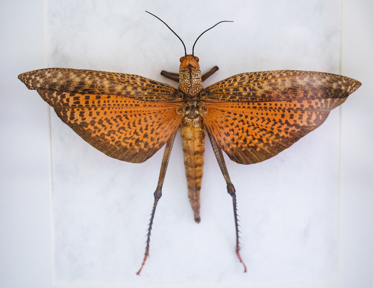 Tropidacris dux, Peru (QL105)